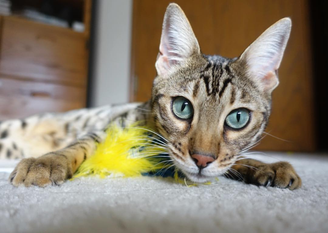 皮克王者归来！马德里竞技逆转尼日利亚，世界排名争夺战惊现绝对主宰