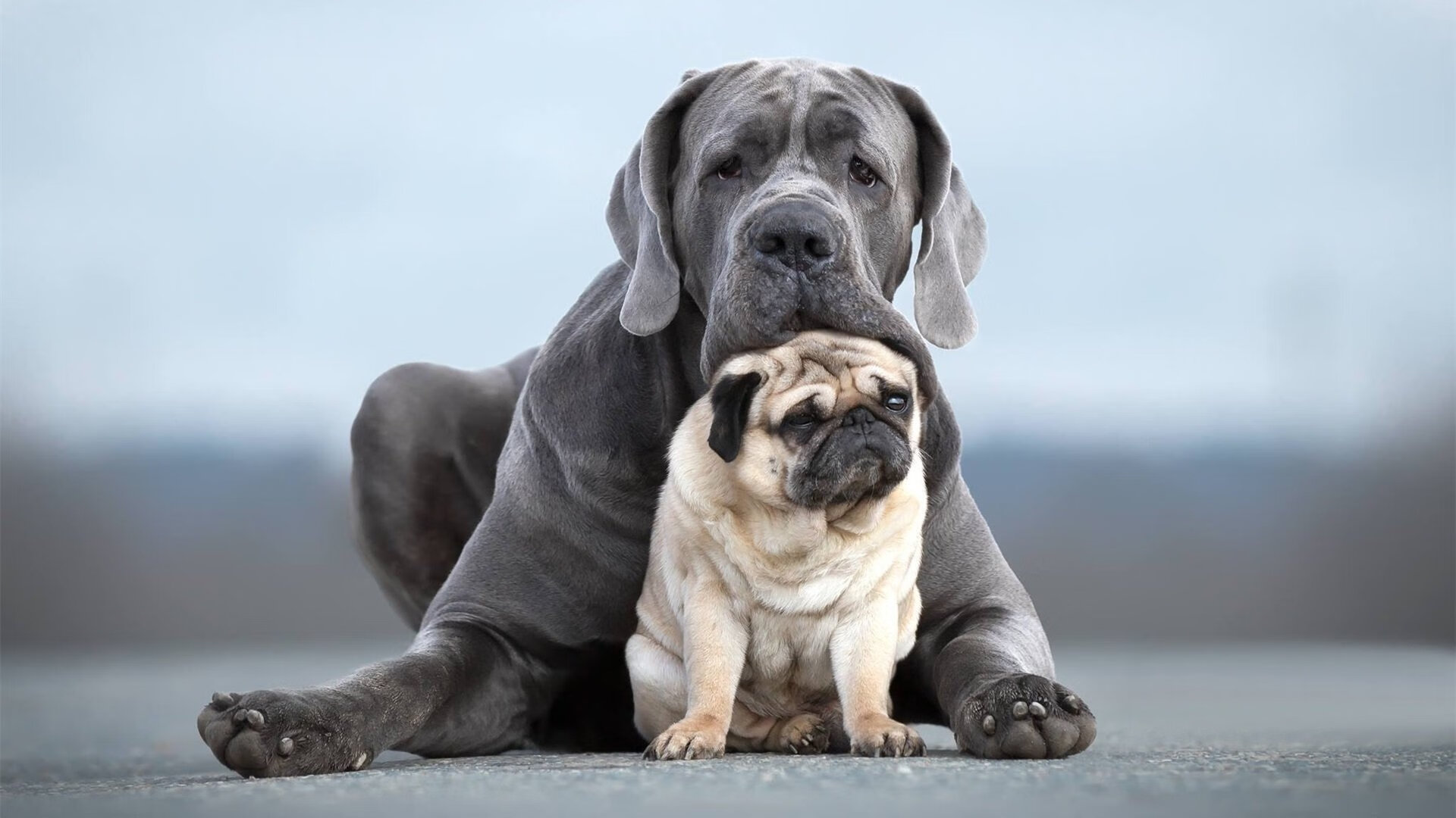 切特·霍姆格伦，孟菲斯新王登基之战