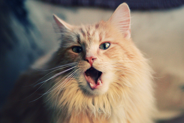 萨卡两射一传导演胜利，威尔士提前终结悬念力克奥地利