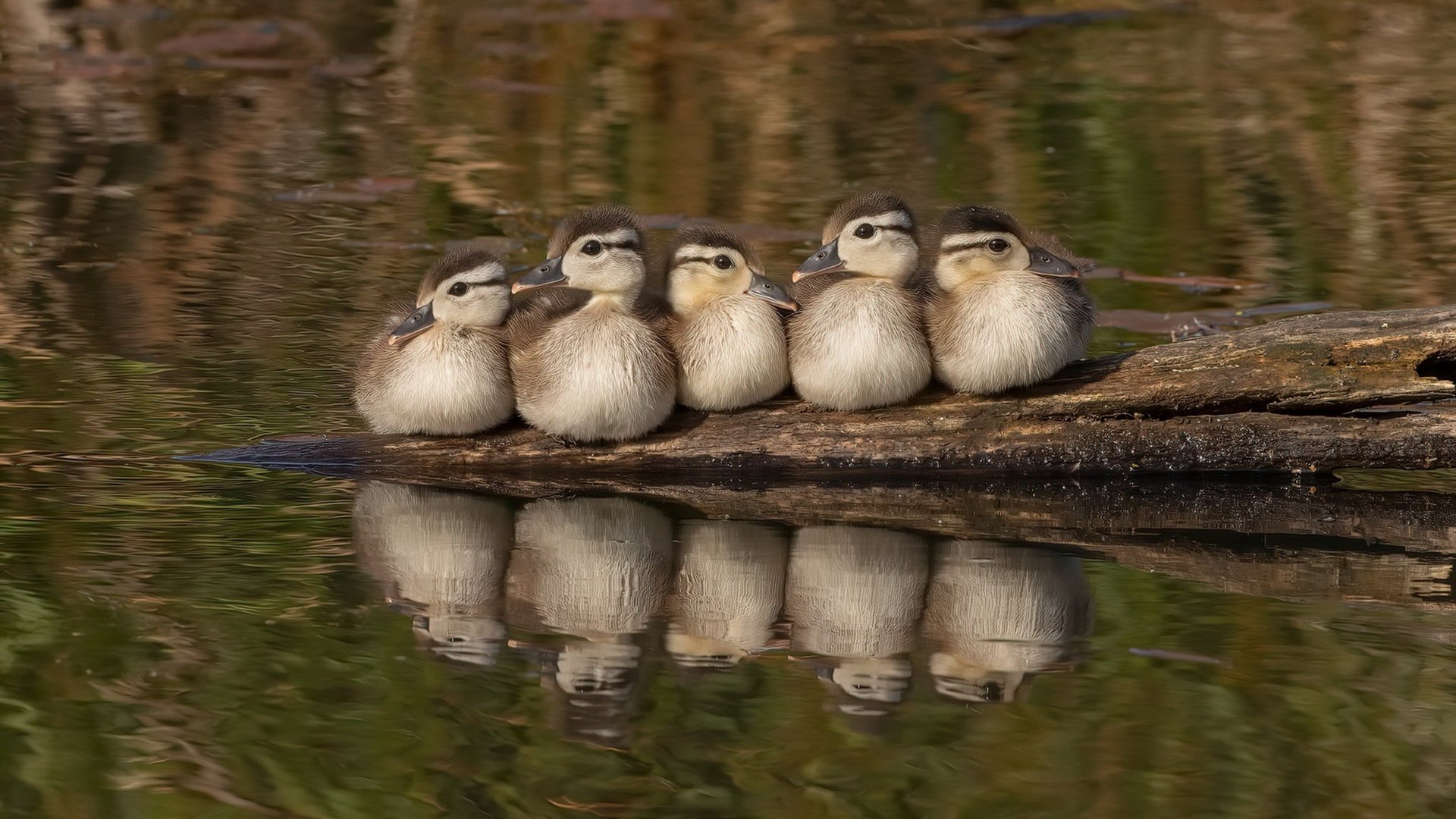 开云体育登录-篮球世界的双面叙事，NBA季后赛战火与新西兰的绝杀传奇