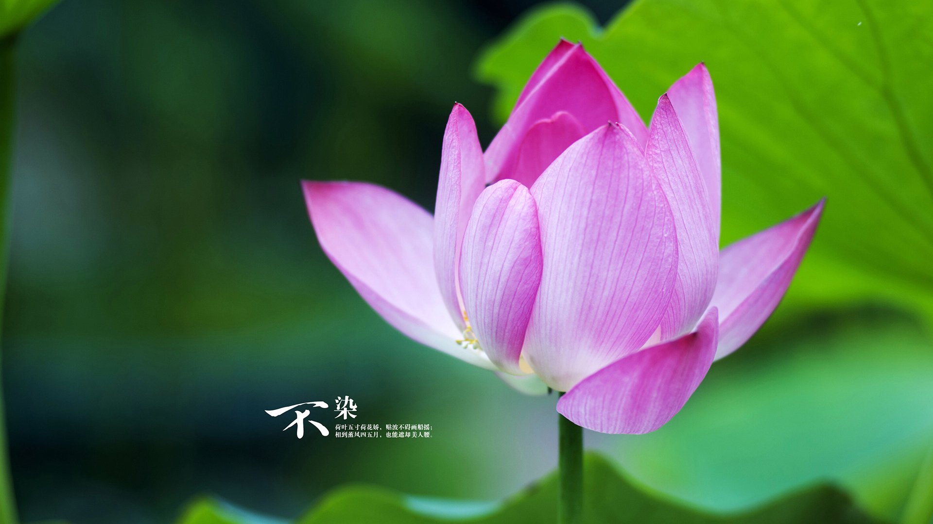 开云体育登录-上海队逆转鹈鹕创奇迹，约基奇世界排名战展统治力