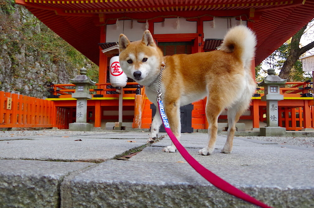 开云APP-铁壁与风暴，阿劳霍锁死对手的艺术，与德国完胜加拿大的战术启示