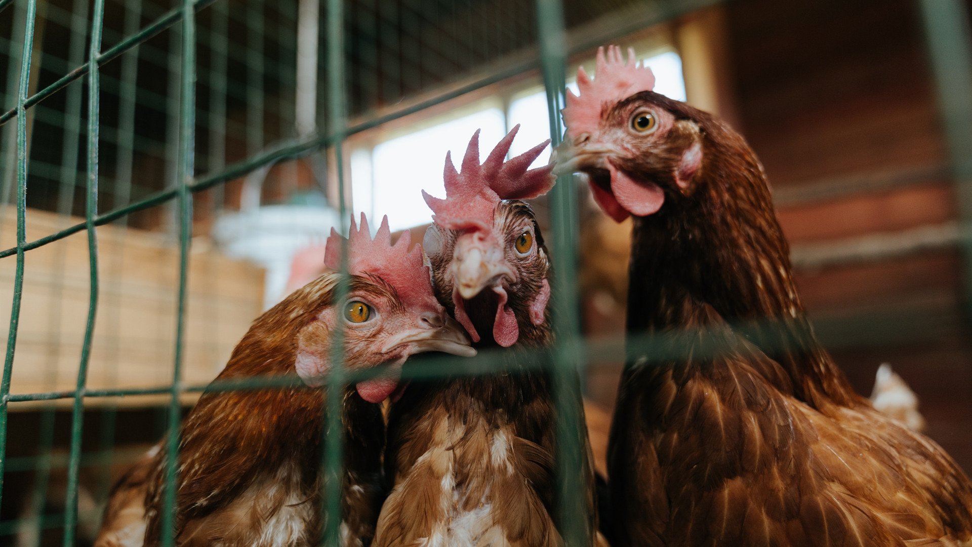 黑色闪电撕裂天际,卡马文加末节觉醒,牙买加逆风带走新西兰