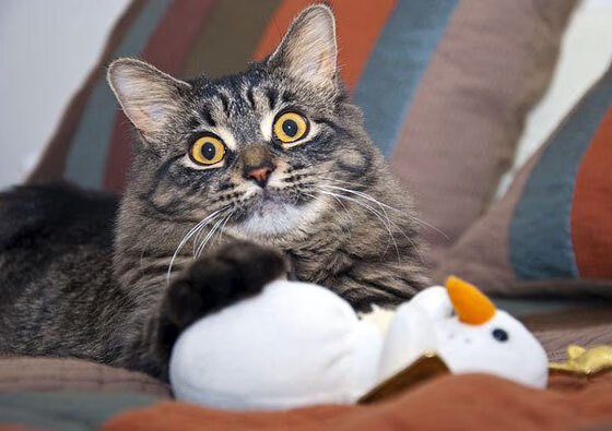 引擎与足球的狂欢夜,当阿劳霍在水泥丛林点燃火焰