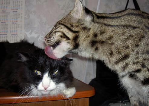 开云体育app-终结复仇剧本，奥斯梅恩，不是主角的主角