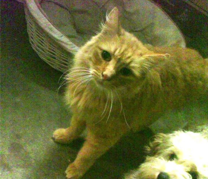 纪录诞生夜，贝恩火力全开助吉林险胜浙江