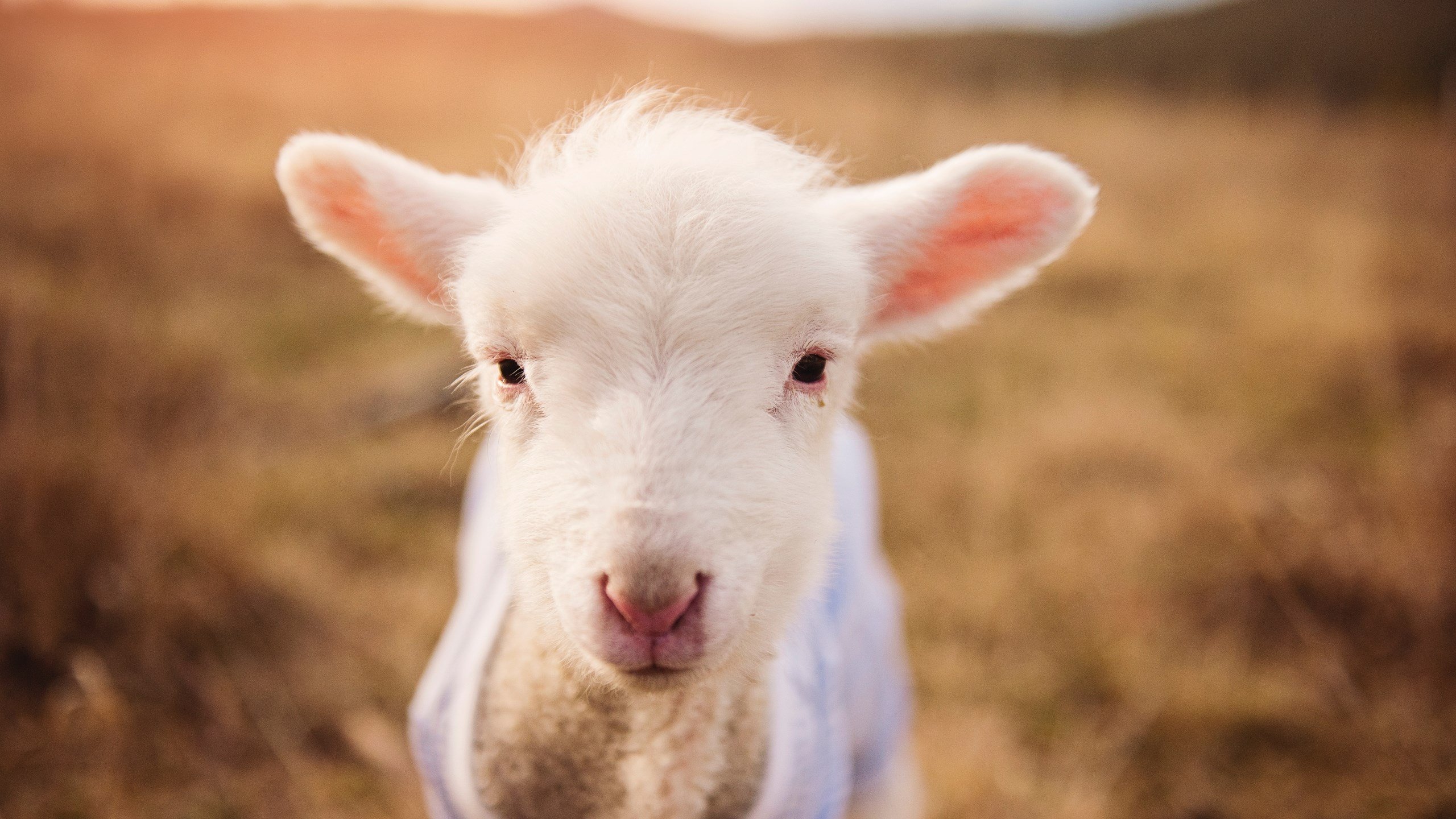 塔图姆跨界主宰深粤大战，关键表现改写比赛走向