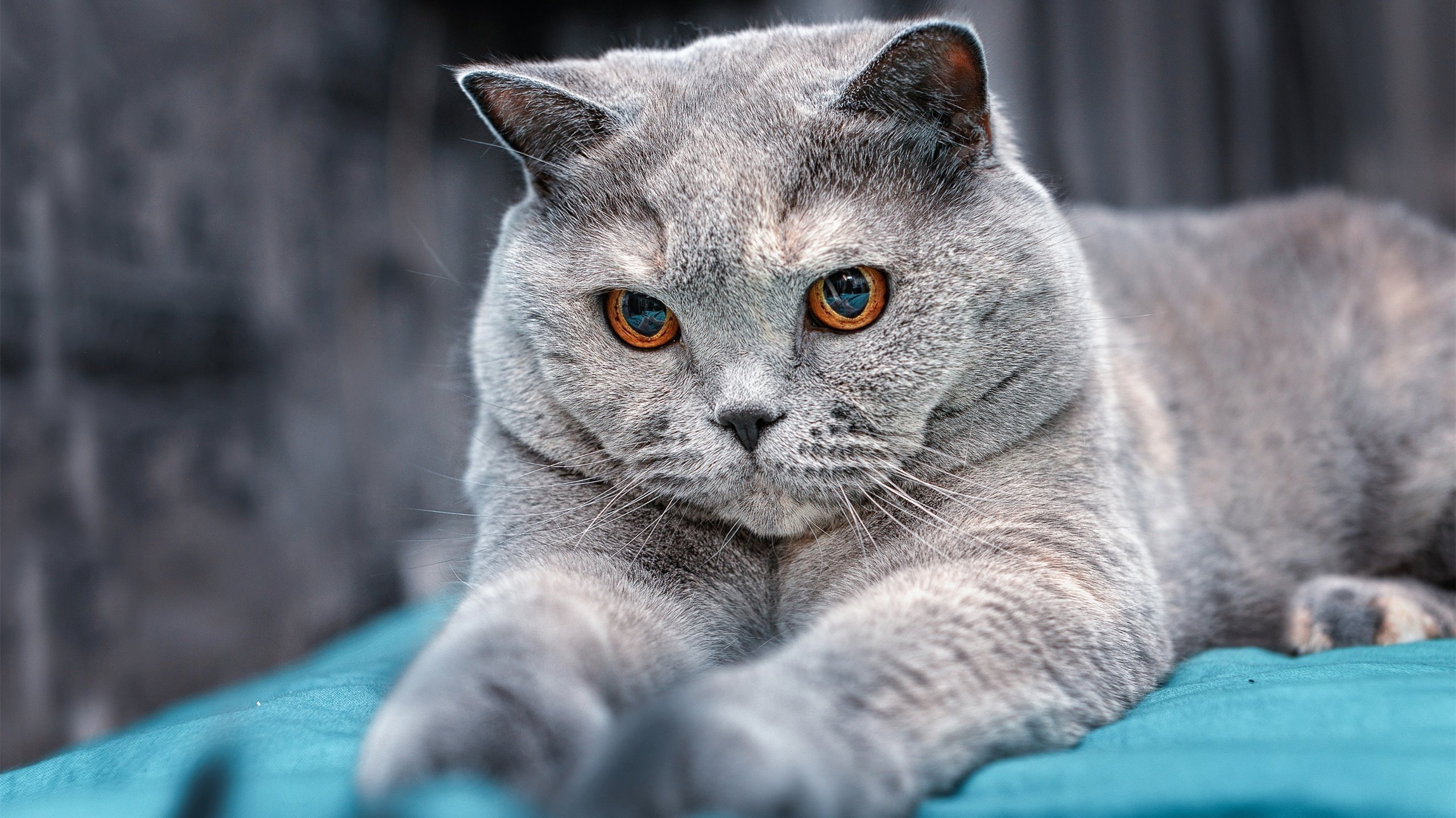 开云体育在线-武切维奇29+15主宰加时，魔术掀翻东契奇领衔独行侠