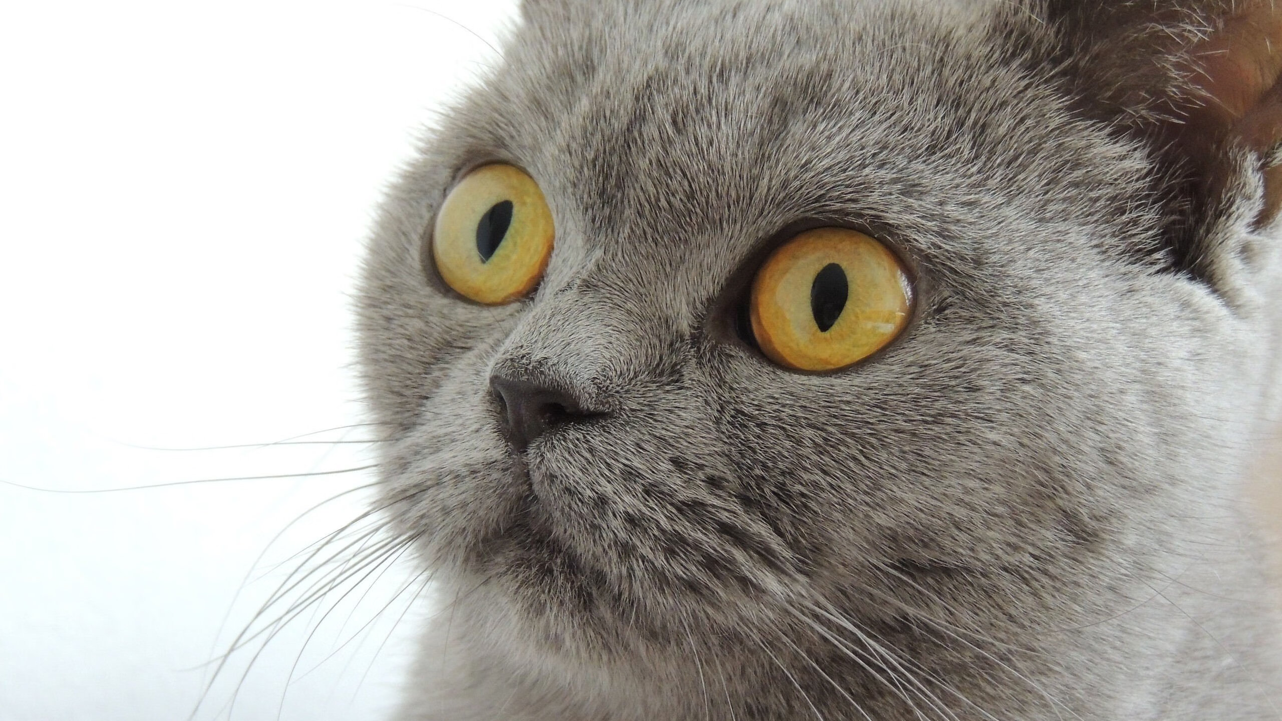 开云体育APP下载-一战封神，基耶萨惊天逆转，中国队在安哥拉带走的不只是胜利