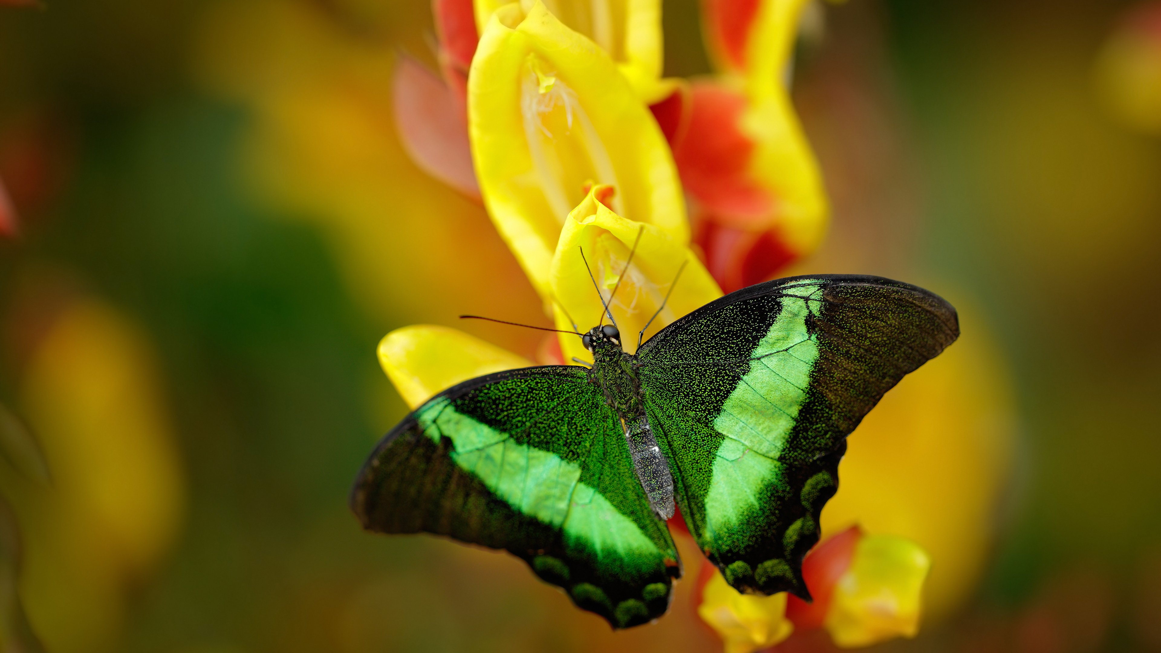 开云体育下载-东决封神夜！皮克将巅峰对决铸成自己的绝对统治