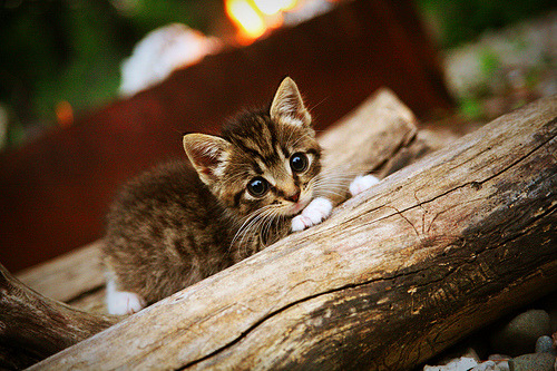 开云平台-骑士军团东决关键战连击独行侠，王朝再临的序曲还是奇迹的绝唱？
