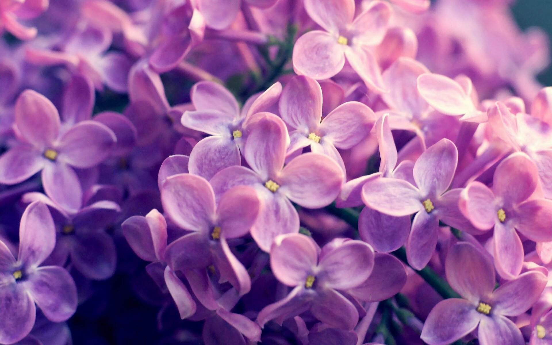 爵士血拼灰熊激战至最后一刻,克莱化身关键先生主宰胜负