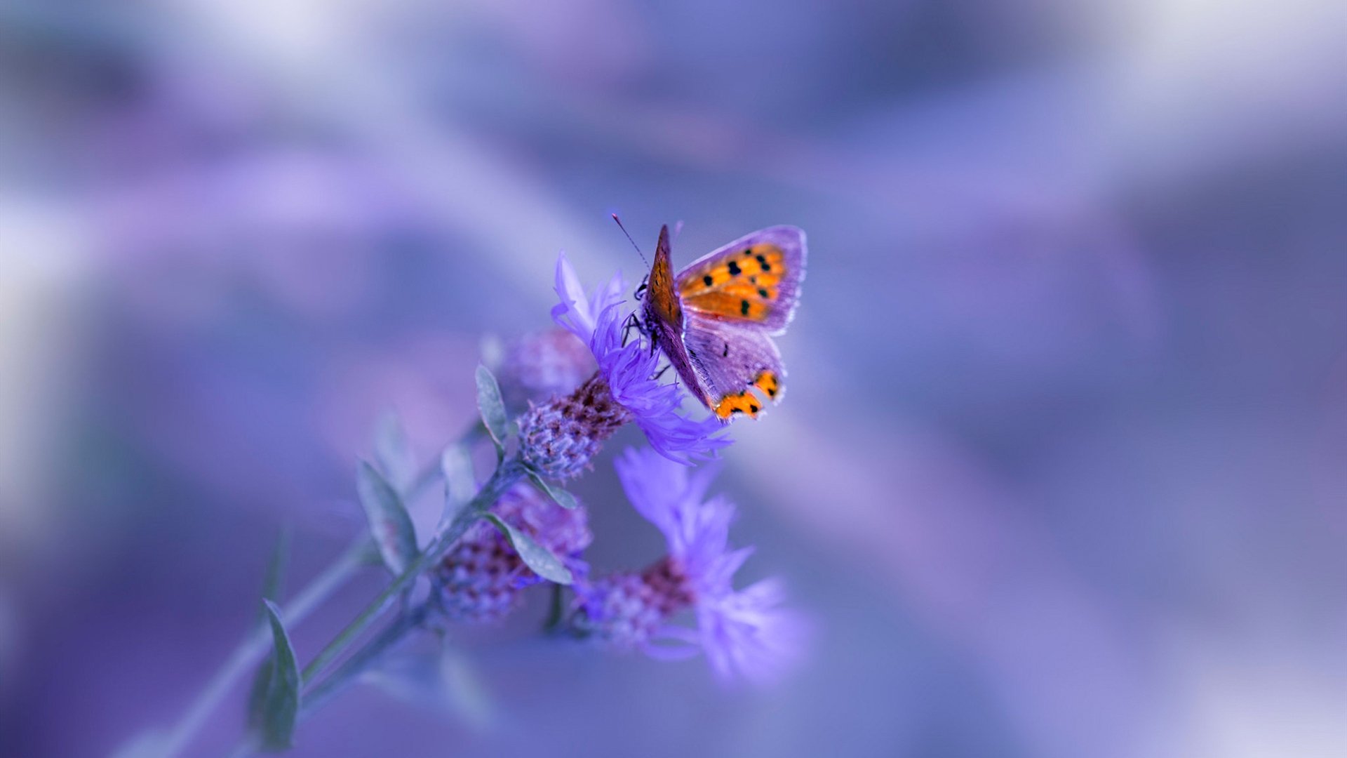 跨界篮球传奇,恩比德的完美发挥与辽宁队的防守铁壁