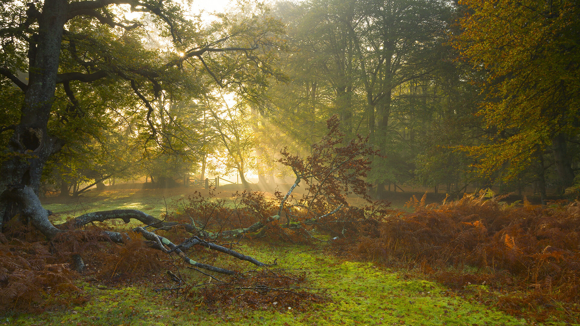 数据全面爆炸!阿劳霍统治赛场,爱尔兰对阵贝蒂斯之战成个人传奇秀