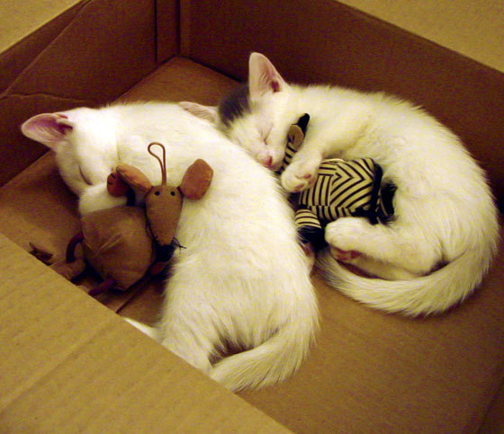 加时赛英雄本泽马，尼日利亚逆转波兰的激情之夜