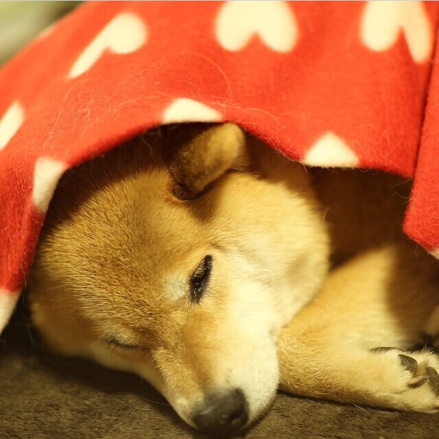 皇马城墙崩塌夜，凯恩用两粒进球在伯纳乌刻下自己的王座