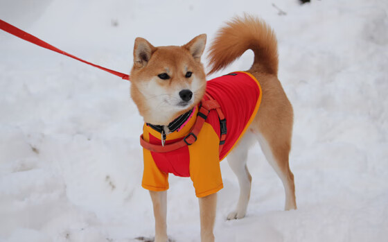 星火燎原,孔德抢七之夜的战神降临