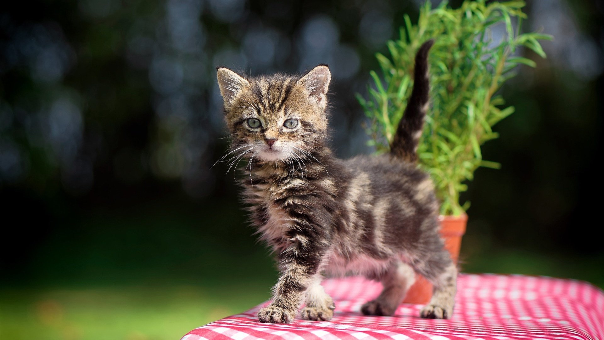 逆流之舟，当辽宁的奇迹照亮哈利伯顿的黎明