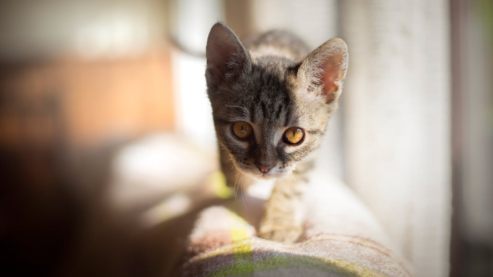 开云下载-南欧风暴，阿劳霍头槌定乾坤，塞维利亚战术制霸那不勒斯