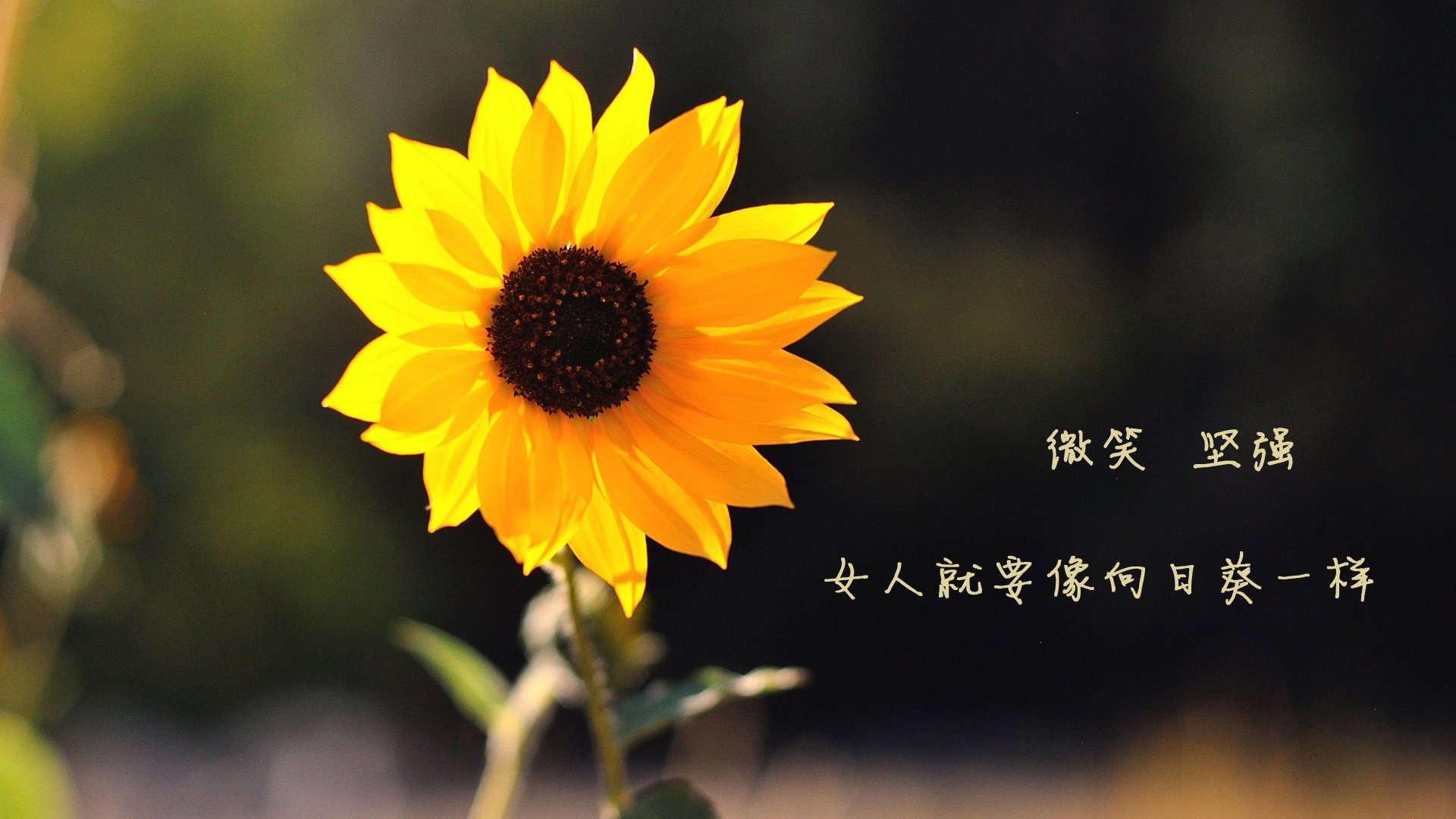 沙漠风暴中的桑巴舞步，加纳险胜沙特，罗德里戈闪耀2026世界杯H组强强对话